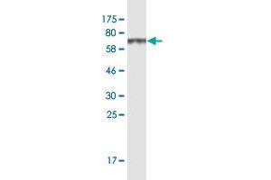 Western Blot detection against Immunogen (66.