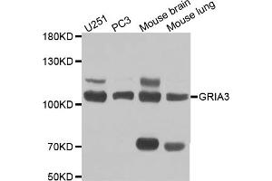 Western blot analysis of extracts of various cell lines, using GRIA3 antibody (ABIN5970505) at 1/1000 dilution.