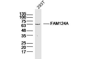 293T lysates probed with FAM124A Polyclonal Antibody, Unconjugated  at 1:300 dilution and 4˚C overnight incubation. (FAM124A anticorps  (AA 301-400))