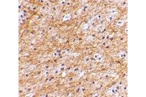 Immunohistochemistry (IHC) image for anti-Apoptosis-Inducing Factor, Mitochondrion-Associated, 3 (AIFM3) (N-Term) antibody (ABIN1031221) (AIFM3 anticorps  (N-Term))