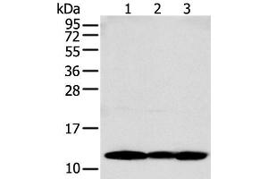 Western blot analysis of MCF-7 PC-3 and A431 cell using S100A16 Polyclonal Antibody at dilution of 1:250 (S100A16 anticorps)