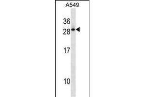 HOXD12 Antibody (C-term) (ABIN1881435 and ABIN2850524) western blot analysis in A549 cell line lysates (35 μg/lane). (HOXD12 anticorps  (C-Term))