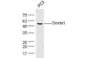PC3 cell lysates probed with Rabbit Anti-DMO/Dmrt1a Polyclonal Antibody, Unconjugated  at 1:300 overnight at 4˚C. (DMO/Dmrt1a (AA 51-100) anticorps)
