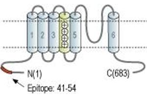 anti-Cyclic Nucleotide Gated Channel alpha 1 (CNGA1) (AA 41-54), (Intracellular), (N-Term) antibody