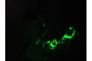 Immunofluorescence staining of a 7 days old zebrafish embryo (Annexin V anticorps)
