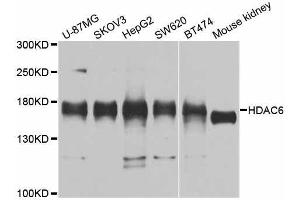 Western blot analysis of extracts of various cell lines, using HDAC6 antibody. (HDAC6 anticorps  (AA 836-1104))