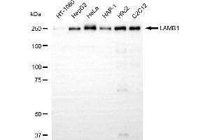 Western blotting analysis using LAMB1 antibody (ABIN7799234). (Recombinant Laminin beta 1 anticorps)