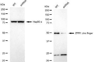 Western blotting analysis using ZPR1 zinc finger antibody (ABIN7800895). (Recombinant ZNF259 anticorps)