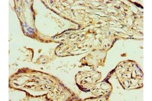 Immunohistochemistry of paraffin-embedded human placenta tissue using ABIN7142020 at dilution of 1:100 (AGPAT1 anticorps  (AA 204-283))
