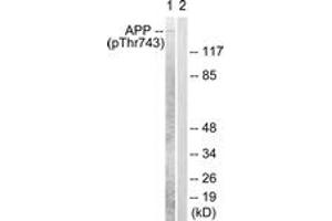 Western blot analysis of extracts from HeLa cells, using Amyloid beta A4 (Phospho-Thr743/668) Antibody. (APP anticorps  (pThr743))