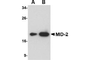 Western Blotting (WB) image for anti-Lymphocyte Antigen 96 (LY96) (AA 2-160) antibody (ABIN492534) (LY96 anticorps  (AA 2-160))