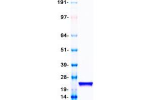 Validation with Western Blot