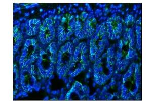 IF analysis of CD147/Bsg using anti-CD147/Bsg antibody (ABIN7601575).