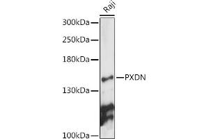 Western blot analysis of extracts of Raji cells, using PXDN antibody (ABIN7269230) at 1:1000 dilution. (Peroxidasin anticorps)