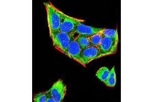 Immunofluorescence analysis of Hela cells using Rab5a mouse mAb (green). (RAB5 anticorps  (AA 1-215))