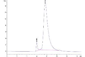 The purity of Biotinylated Mouse MSLN/Mesothelin (Primary Amine Labeling) is greater than 95 % as determined by SEC-HPLC.
