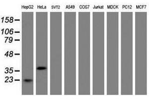 Image no. 4 for anti-Jun Proto-Oncogene (JUN) antibody (ABIN1498940) (C-JUN anticorps)