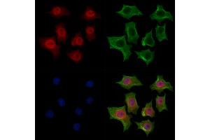 ABIN7094280 and ABIN7098327 staining HepG2 cells by IF/ICC. (HNRNPR anticorps  (C-Term))