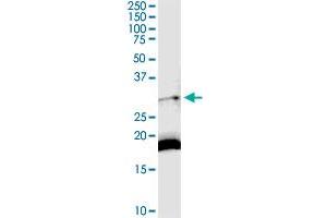 DARC MaxPab rabbit polyclonal antibody. (DARC anticorps  (AA 1-336))