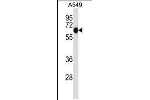 Western blot analysis in A549 cell line lysates (35ug/lane). (ALPPL2 anticorps  (N-Term))