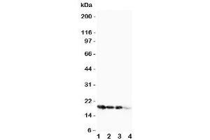Western blot testing of FGF1 antibody and Lane 1:  10ng