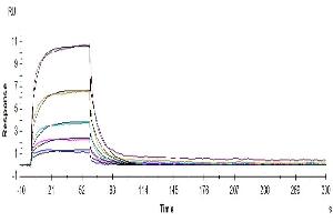Human HVEM, hFc Tag captured on Protein A chip, can bind Human CD160, His Tag with an affinity constant of 1.