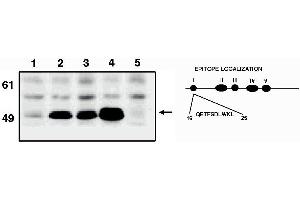 Image no. 1 for anti-Tumor Protein P53 (TP53) (AA 16-30) antibody (ABIN201597) (p53 anticorps  (AA 16-30))