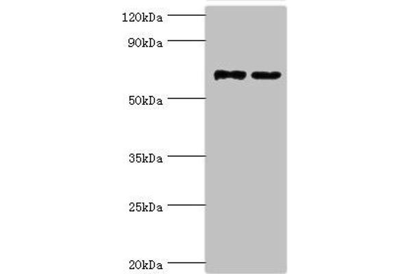 MTMR14 Antikörper  (AA 1-280)
