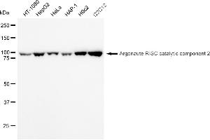 Western blotting analysis using Argonaute RISC catalytic component 2 antibody (ABIN7797650). (Recombinant AGO2 anticorps)