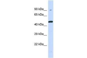 Host:  Rabbit  Target Name:  KIR3DL1  Sample Type:  293T Whole Cell lysates  Antibody Dilution:  1. (KIR3DL1 anticorps  (Middle Region))