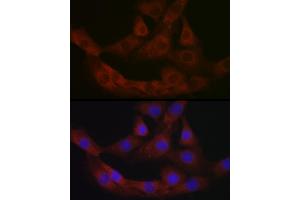 Immunofluorescence analysis of NIH/3T3 cells using PRG2 Rabbit pAb (ABIN3016203, ABIN3016204, ABIN3016205, ABIN1682289 and ABIN6219622) at dilution of 1:100 (40x lens).