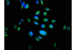 Immunofluorescence staining of Hela cells with ABIN7162762 at 1:100, counter-stained with DAPI.