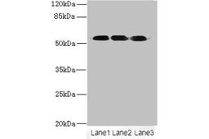 Western blot All lanes: FZR1 antibody at 6 μg/mL Lane 1: Hela whole cell lysate Lane 2: Jurkat whole cell lysate Lane 3: 293T whole cell lysate Secondary Goat polyclonal to rabbit IgG at 1/10000 dilution Predicted band size: 56, 55, 45 kDa Observed band size: 56 kDa (FZR1 anticorps  (AA 1-493))
