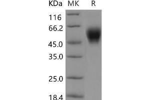 Western Blotting (WB) image for Leukocyte-Associated Immunoglobulin-Like Receptor 1 (LAIR1) protein (Fc Tag) (ABIN7320068) (LAIR1 Protein (Fc Tag))
