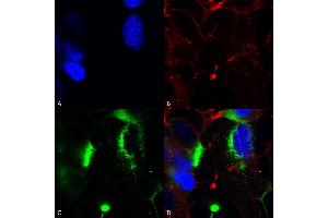 Immunocytochemistry/Immunofluorescence analysis using Mouse Anti-QKI (pan) Monoclonal Antibody, Clone S147-6 (ABIN1741388).