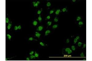 Immunofluorescence (IF) image for anti-Mesenchyme Homeobox 2 (MEOX2) antibody (ABIN781935)