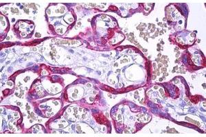 Anti-MFGE8 / MFG-E8 antibody IHC staining of human placenta, trophoblast. (MFGE8 anticorps)