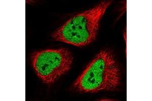 Immunofluorescent staining of human cell line U-2 OS with POLR3E polyclonal antibody  at 1-4 ug/mL dilution shows positivity in nucleus but not nucleoli. (POLR3E anticorps)