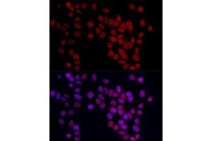 Immunofluorescence analysis of HeLa cells using YE Rabbit pAb (ABIN6130808, ABIN6150331, ABIN6150332 and ABIN6221925) at dilution of 1:50 (40x lens). (GAS41 anticorps  (AA 1-227))