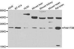 Western blot analysis of extracts of various cell lines, using FAM173B antibody. (FAM173B anticorps)