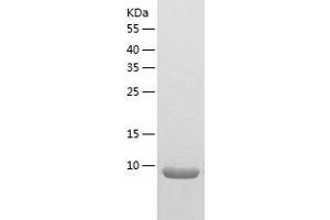 Western Blotting (WB) image for Chemokine (C-C Motif) Ligand 21A (Serine) (CCL21A) (AA 24-133) protein (His tag) (ABIN7122284)
