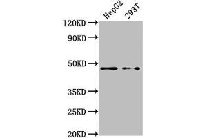 Western Blot Positive WB detected in: HepG2 whole cell lysate, 293T whole cell lysate All lanes: PSMD4 antibody at 1:2000 Secondary Goat polyclonal to rabbit IgG at 1/50000 dilution Predicted band size: 41, 29 kDa Observed band size: 41 kDa (PSMD4/ASF anticorps  (Regulatory Subunit 4))