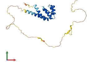 AlphaFold protein structure predicition of Mouse Recombinant Bcl10 Protein, UniprotID Q9Z0H7