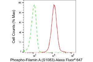 Flow cytometric analysis of Phospho-Filamin A (S) expression in C2C12 cells using Phospho-Filamin A (S) antibody (ABIN7798620), 1:2,000). (Recombinant Filamin A anticorps  (pSer1083))
