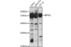 Western blot analysis of extracts of various cell lines, using EIF4G antibody (ABIN1872506) at 1:1000 dilution. (EIF4G1 anticorps)