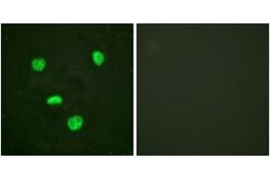 Immunofluorescence (IF) image for anti-Histone H3.3 (AA 16-65) antibody (ABIN2888768) (Histone H3.3 anticorps  (AA 16-65))