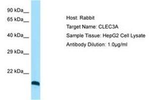 Image no. 1 for anti-C-Type Lectin Domain Family 3, Member A (CLEC3A) (C-Term) antibody (ABIN6750092) (CLEC3A anticorps  (C-Term))