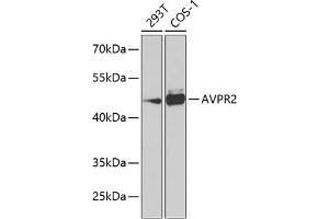 Western blot analysis of extracts of various cell lines, using  Antibody (ABIN6129564, ABIN6137379, ABIN6137380 and ABIN6223862) at 1:1000 dilution. (AVPR2 anticorps  (AA 232-371))