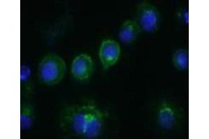 Immunofluorescence (IF) image for anti-CD14 (CD14) antibody (ABIN1105870) (CD14 anticorps)
