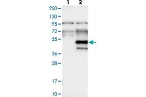 Western blot analysis of Lane 1: Negative control (vector only transfected HEK293T lysate), Lane 2: Over-expression Lysate (Co-expressed with a C-terminal myc-DDK tag (~3. (WDR89 anticorps)